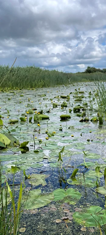 Water lilies and reeds on the Shannon Callows