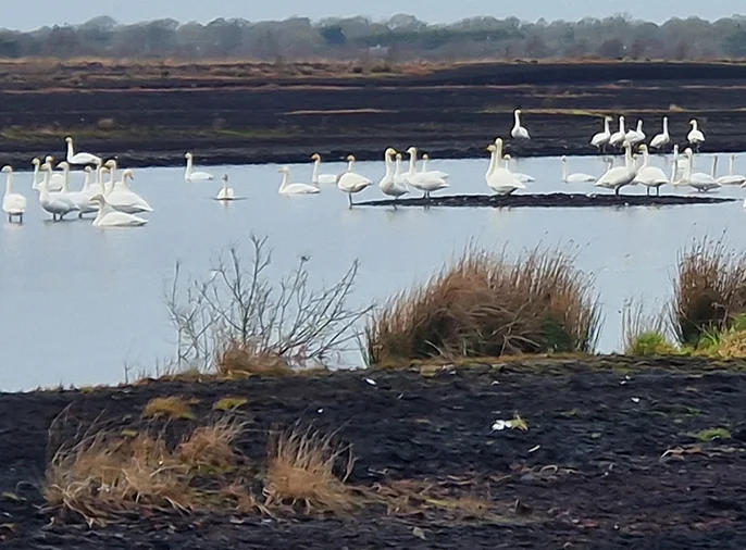 Whooper Swans gathered on flooded peat fields at Cornafulla Bog