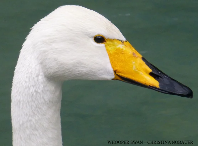 Whooper Swan by Christina Nöbauer