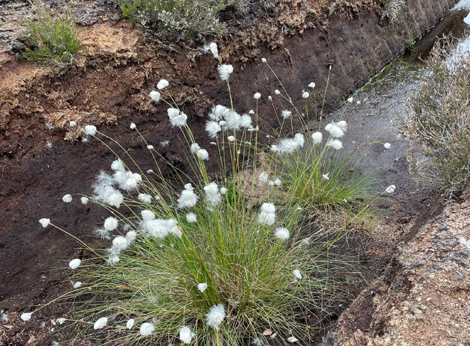 Otter captured on trail camera May 2025