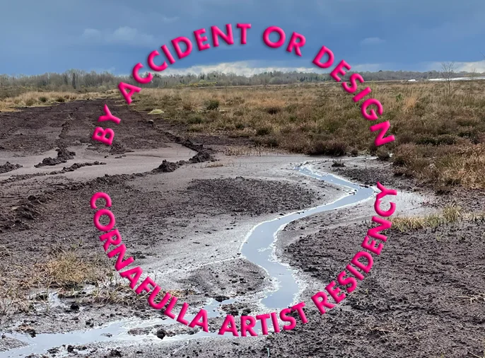 bog cotton growning in drainage ditch