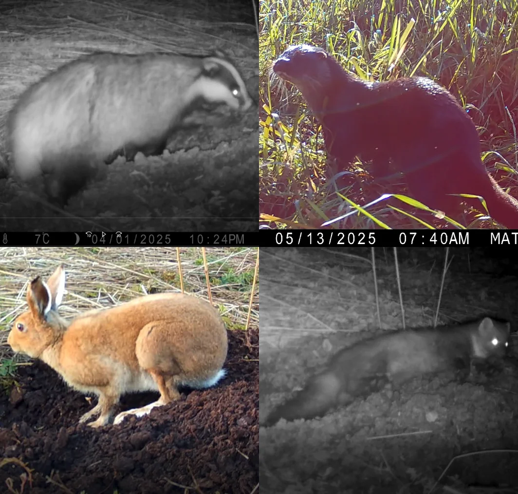 Badger, Otter, Irish Hare, Pine Marten